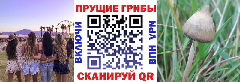 Галлюциногенные грибы мухоморы  Геленджик 